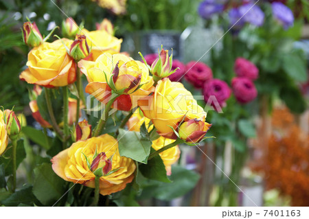 カンパネラ 花の写真素材