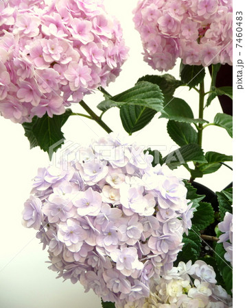 てまりてまり 花 紫陽花 白背景の写真素材