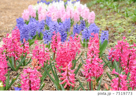 ヒヤシンス 園芸種 赤紫の花 ピンク花の写真素材 ヒヤシンス 園芸種 赤紫の花 ピンク花の写真素材