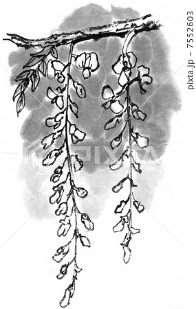 花 藤 墨絵 植物 フジ 5月のイラスト素材 Pixta