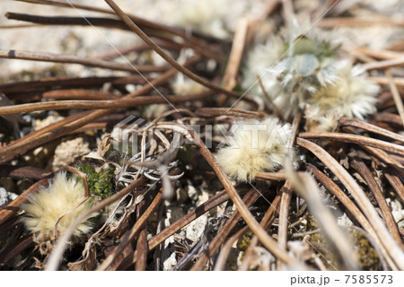 高山植物 カタオカソウ 産毛 山野草 片岡草の写真素材 - PIXTA