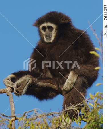 Oaklandzoo シロテテナガザルの写真素材