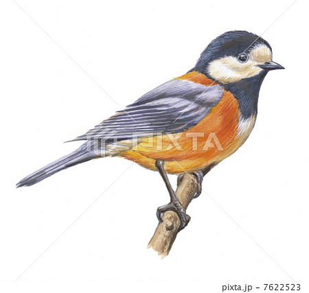 ヤマガラのイラスト素材