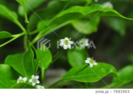 そよご ソヨゴの花 ソヨゴの写真素材