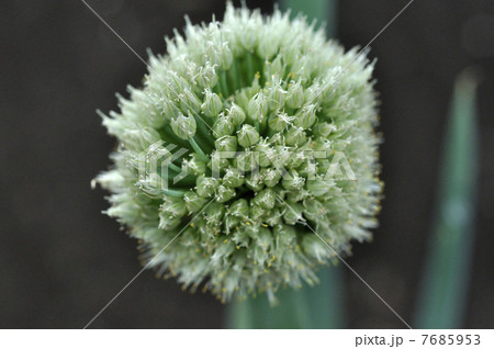 ネギ坊主 野菜の花 咲く ネギの写真素材