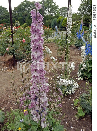 花 植物 デルフィニウム 八重咲きの写真素材