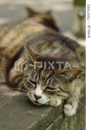 やす猫の写真素材 - PIXTA