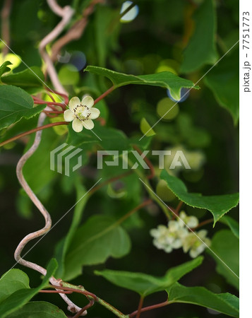 コクワ 花 こくわ サルナシの写真素材 - PIXTA