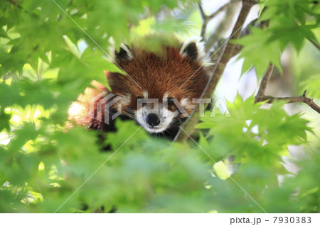 レッサーパンダ 動物 熱帯雨林 絶滅危惧種の写真素材