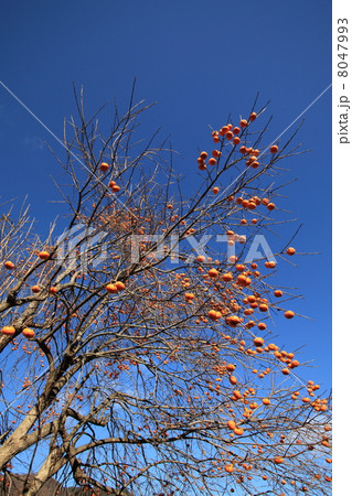 柿木 柿の写真素材