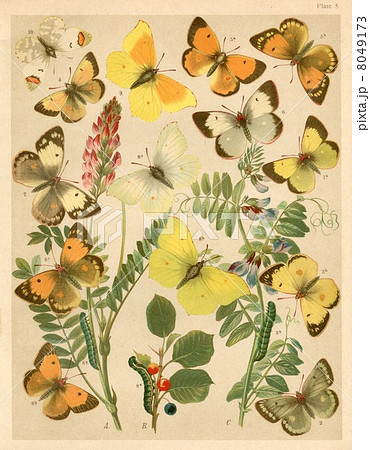 イラスト紋黄蝶 標本の写真素材