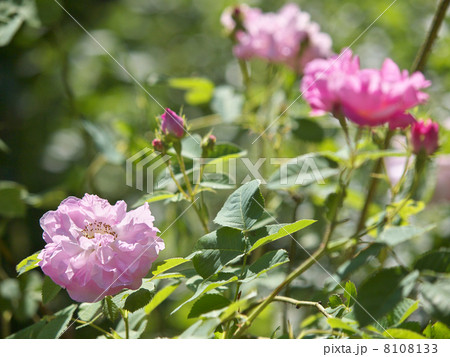 薔薇 アルバローズ アメリア 植物の写真素材
