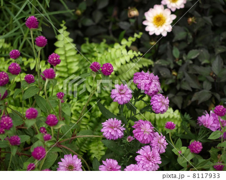 花 植物 宿根アスター ビクトリアの写真素材