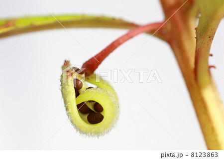 種 ホウセンカ 植物 実の写真素材