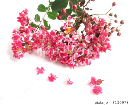 さるすべり サルスベリ 花 切り花の写真素材