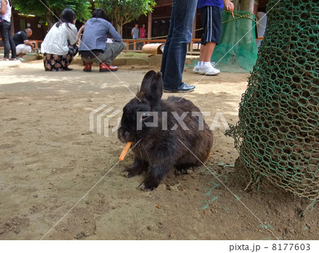 兎 体毛 牛久大仏 動物公園の写真素材