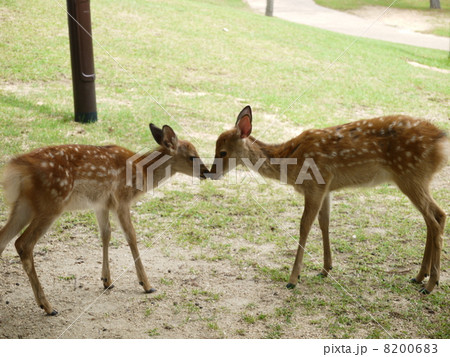 鹿 大人しい 奈良公園 芝生の写真素材 Pixta