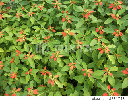 ポインセチア 野生化 緑と赤 サマーポインセチアの写真素材
