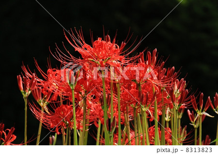 赤く燃える花の写真素材