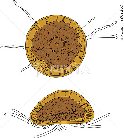 微生物 ナベカムリ アメーバ 有殻の写真素材