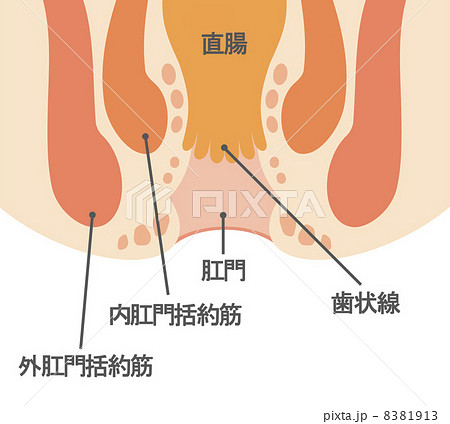 肛門の写真素材