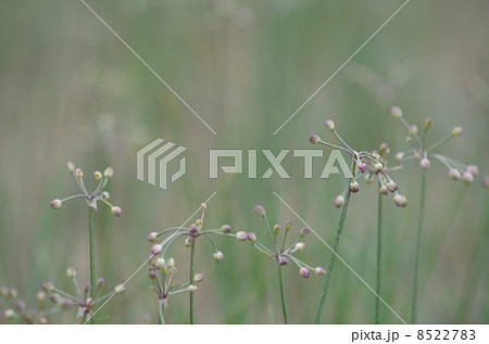 らっきょうの花の写真素材