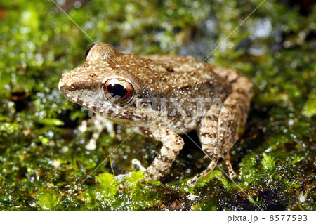 両生類 南米 アマゾン 蛙の写真素材
