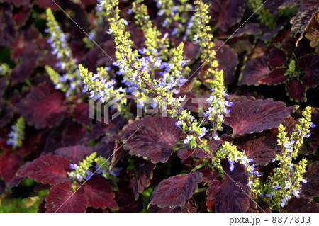 コリウスの花の写真素材