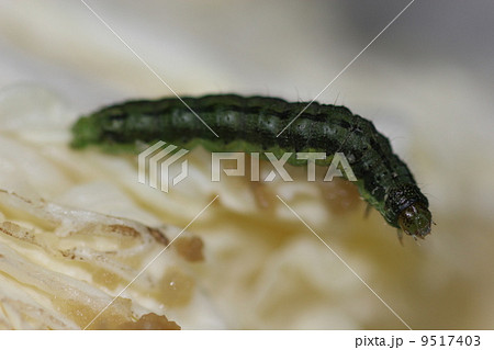 オオタバコガ 幼虫 12月 白菜の写真素材