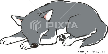 和犬 日本犬 寝る 動物のイラスト素材