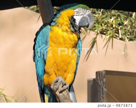 世界最大のインコの写真素材 Pixta