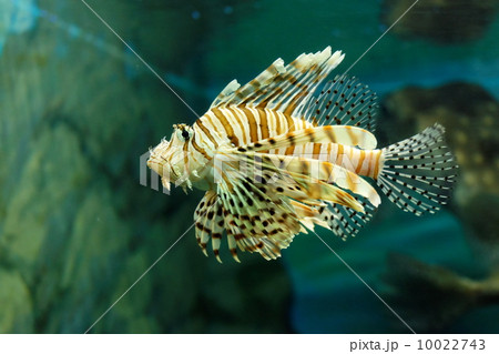 ぼっこう 海水魚 毒針の写真素材