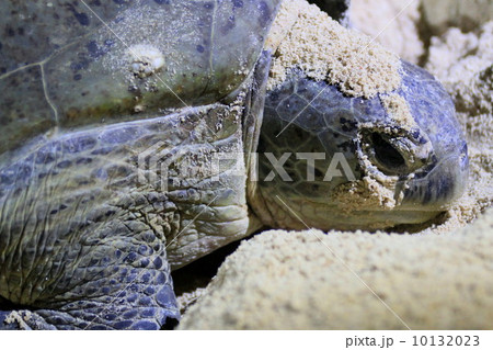 ウミガメの涙の写真素材