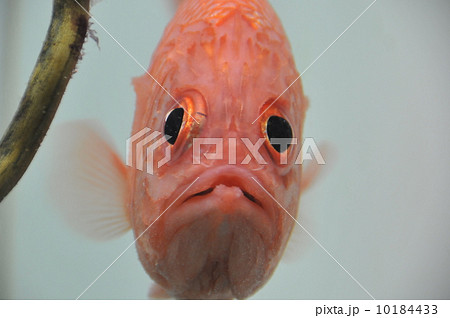 マンダイ 魚 海水魚の写真素材