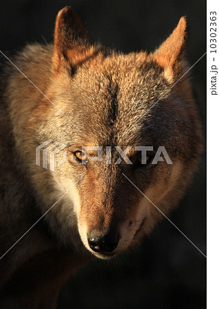 オオカミの正面顔 狼の写真素材