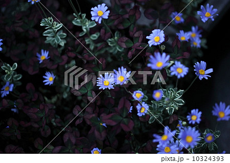 ブルーデイジーの写真素材