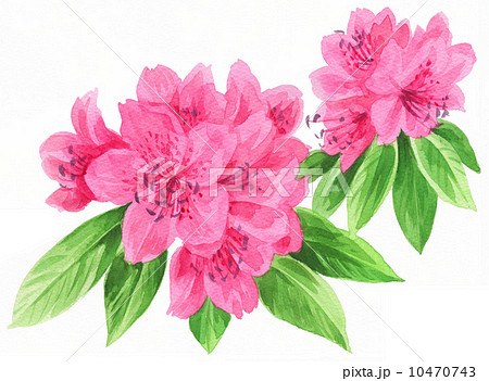 花 水彩 石楠花 ピンク色のイラスト素材