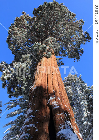 セコイア デンドロンの写真素材