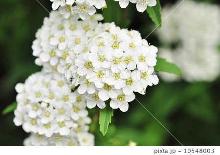 絵画 Reeves spirea Reeves Spirea - Bridal Wreath Spirea - Summer White Flowers - Live