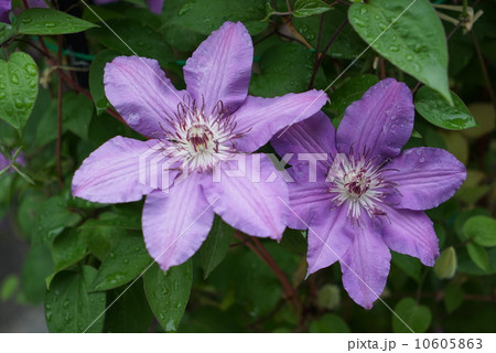 クレマチス つる性植物 5月の花 青紫色の花の写真素材