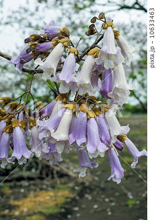 桐の花 桐 花の写真素材 - PIXTA