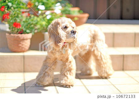 コッカースパニエル アメリカンコッカースパニエル 犬 パフの写真素材