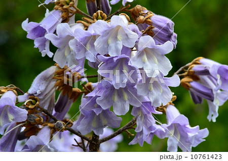 桐の花の写真素材 - PIXTA