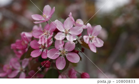 クラブアップルの花の写真素材