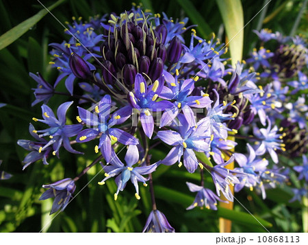 オオツルボ 花 アガパンサス似た花 大蔓穂の写真素材