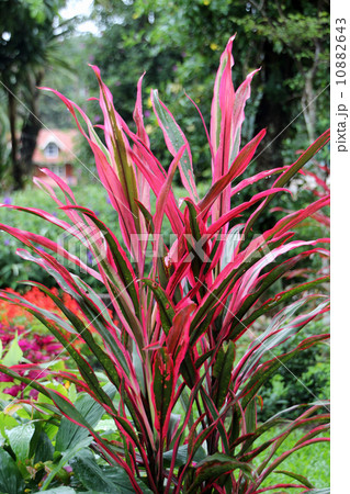 コルディリネの写真素材