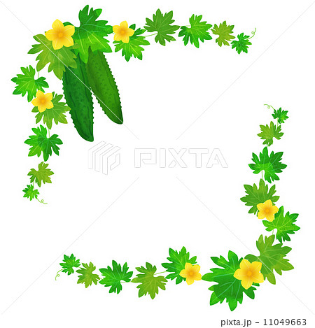 苦瓜 ゴーヤ 花 野菜のイラスト素材