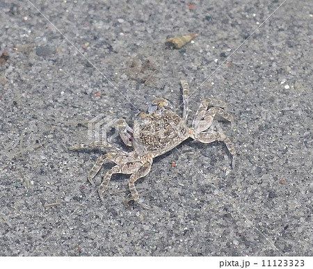 カニ 磯遊び 潮干狩り 海水の写真素材