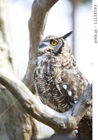 いかつい 生き物 白いの写真素材