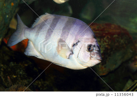 石鯛照片素材
